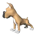 boxer dog looking
