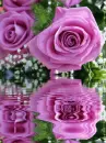reflecting purple rose