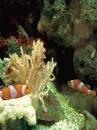 clown fish