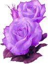 purple roses