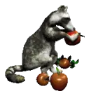 raccoon eating apples