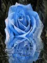 blue rose in the rain