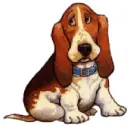 bassett hound