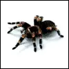 tarantula avatar