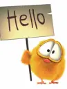 hello bird