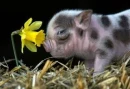 pig