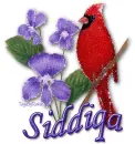 Siddiqa