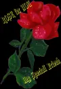 for You My Speciall Friend