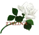 Name Evelina.