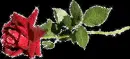 Rose.