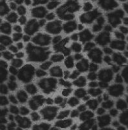 grey panther