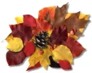 Autumn leaves