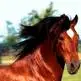 horses ar my life