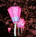 cherry blossom