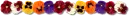 pansy divider