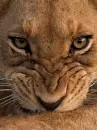 Lion snarl