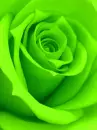 rainbow rose