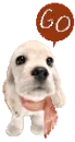 cute puppy