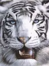 white tiger