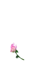 pink rose making a heart