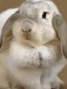 lop eared bunny