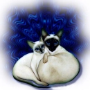 Siamese