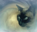 Meezer 