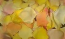 Big yellow petas