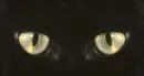 Eyes of a black cat