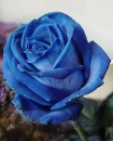 blue rose