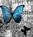 blue butterfly