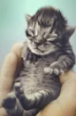 little kitty