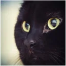 black kitty