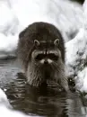 raccoon washing