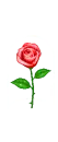little prince's rose