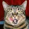 kitty