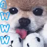 puppy