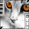 kitty