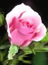 perfect pink rose