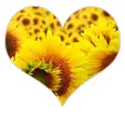 Sun Flowers