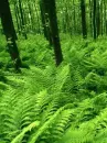 green nature