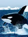whale
