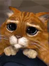 sorry eyed cat