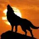 wolf