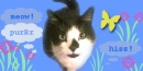 Kitty Cat Contact Box