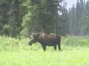 ak