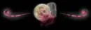 moon rose