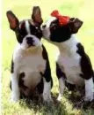 Cute Puppies.