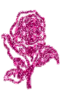 pink rose
