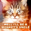 funny cat